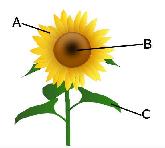 parts of sunflower diagram parts of sunflower diagram