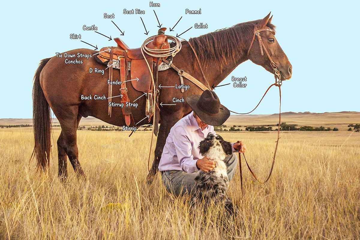 parts of western saddle diagram