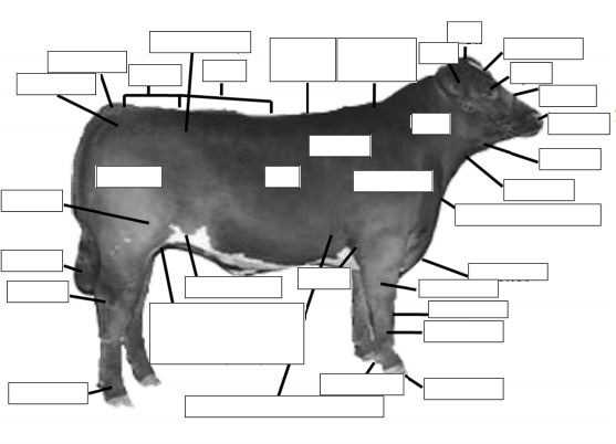 cattle parts diagram