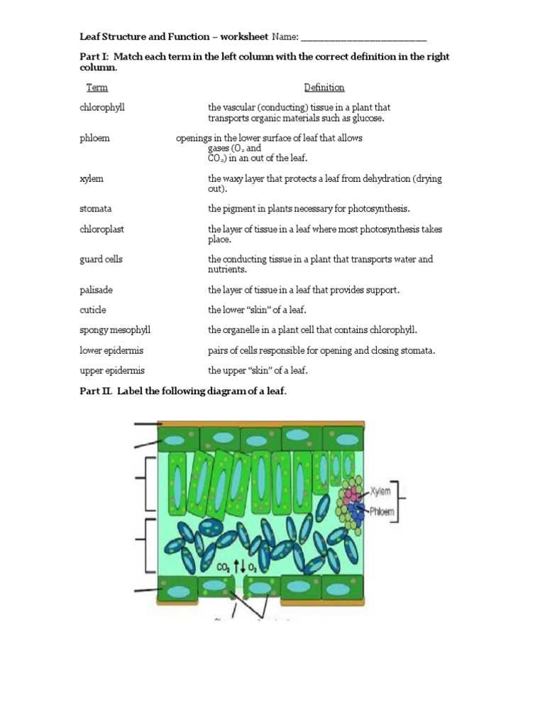 match the parts in the diagram with the correct label
