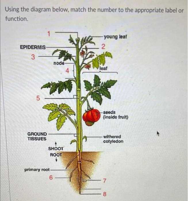 match the parts in the diagram with the correct label