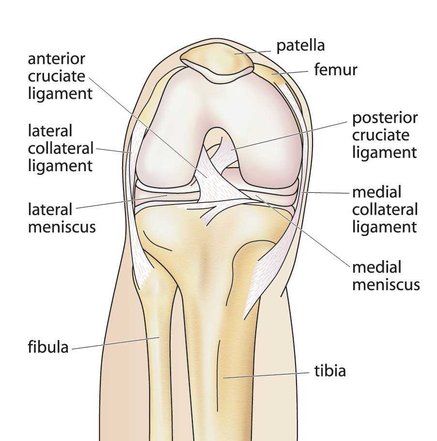 diagram of parts of the knee
