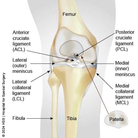 diagram of parts of the knee