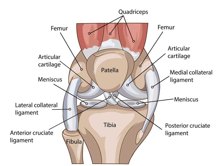 diagram of parts of the knee
