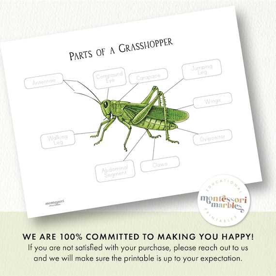 grasshopper parts diagram pdf