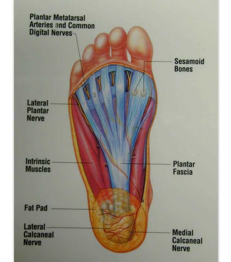 diagram of the foot parts diagram of the foot parts
