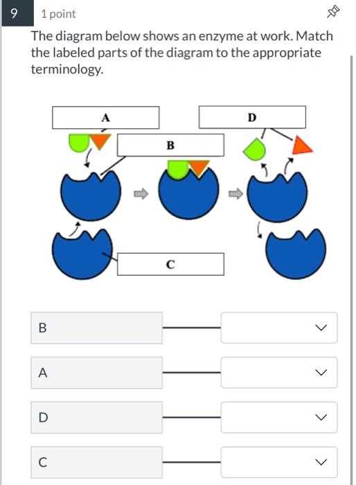 match the parts in the diagram with the correct label
