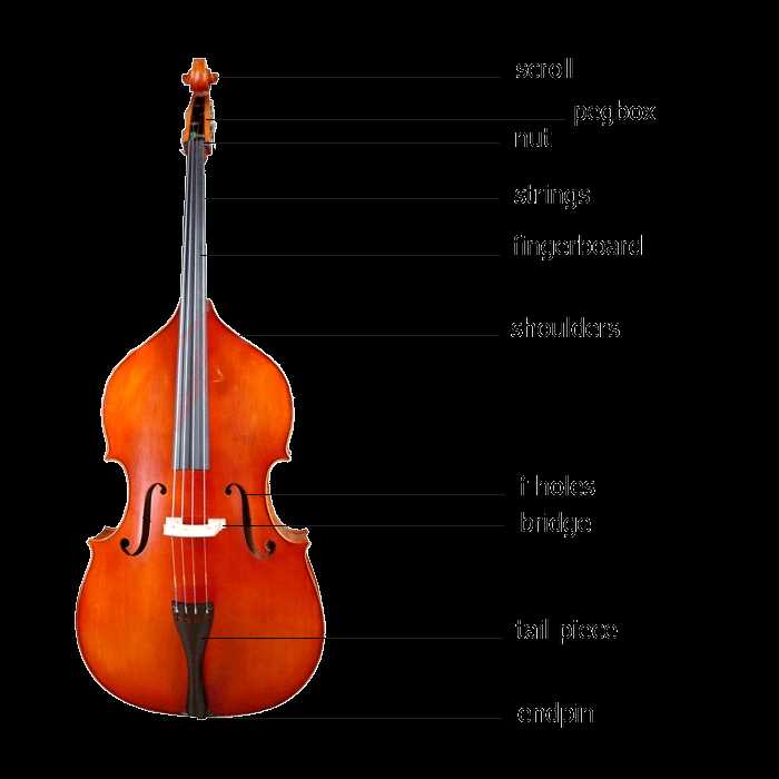 bass parts diagram