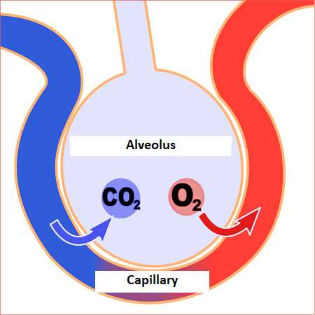 which part of the diagram shows alveoli