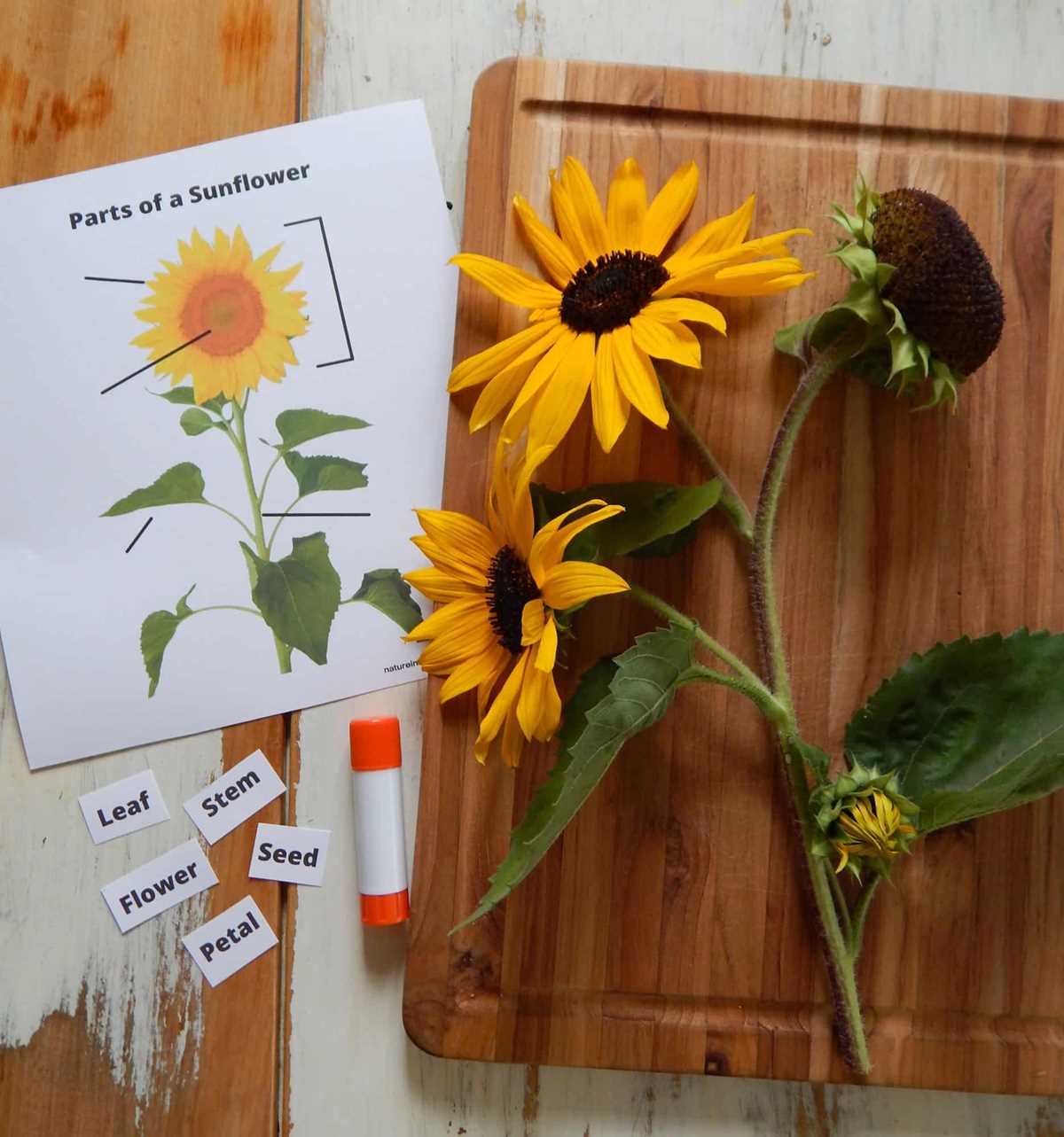 parts of sunflower diagram parts of sunflower diagram