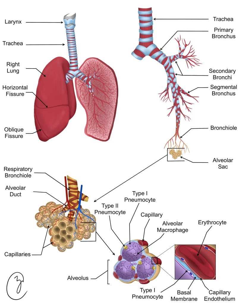 which part of the diagram shows alveoli